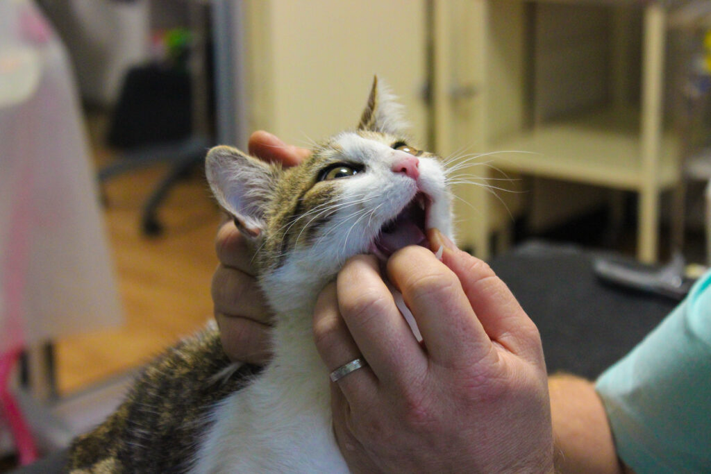 Veterinární ordinace PEDRO - SZeŠ a SOU Čáslav