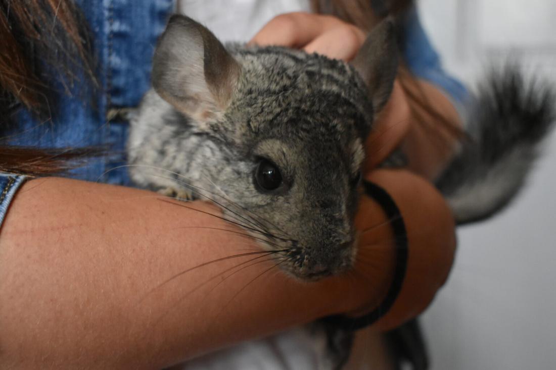 Maturitní obor: Veterinářství